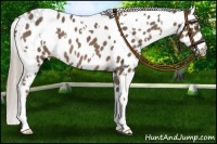 Horse Color:White Spotted Chocolate Palomino Appaloosa