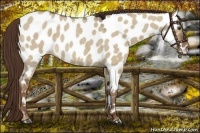 Horse Color:Liver Red Dun Roan Appaloosa