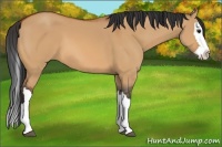 Horse Color:Bay Dun Splash 