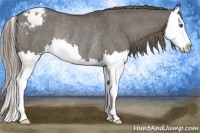 Horse Color:Smoky Grullo Roan Splash Appaloosa Rabicano