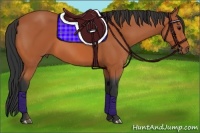 Horse Color:Bay Sabino 