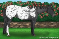Horse Color:Black Appaloosa Rabicano 