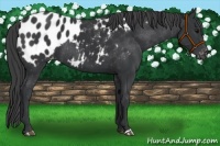 Horse Color:Black Appaloosa Rabicano 