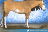 Horse Color:Buckskin Splash Frame Rabicano