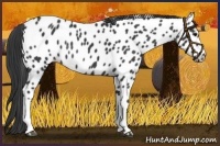 Horse Color:Black Near Leopard Rabicano 