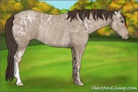 Horse Color:Classic Champagne Ice Rabicano 