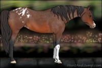Horse Color:Bay Roan Appaloosa 