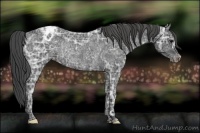 Horse Color:Black Ice Appaloosa Rabicano 