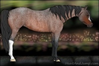 Horse Color:Brown Roan 