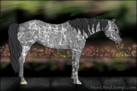 Horse Color:Black Ice Rabicano 