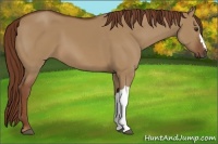 Horse Color:Red Dun 