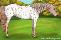 Horse Color:Chestnut Appaloosa