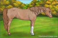 Horse Color:Chestnut Appaloosa