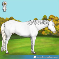 Horse Color:Palomino Dun Appaloosa 