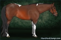 Horse Color:Bay Tobiano Rabicano 