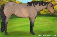 Horse Color:Buckskin Roan 