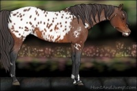 Horse Color:White Spotted Bay Appaloosa 