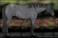 Horse Color:Blue Roan Varnish 