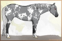Horse Color:White Spotted Silver Grullo Chinchilla 