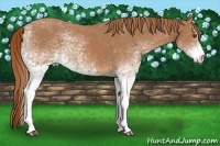 Horse Color:White Spotted Chestnut