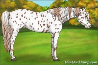 Horse Color:Chestnut Appaloosa 