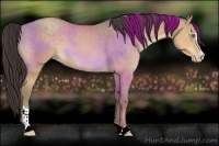 Horse Color:Sable Cream Champagne Sabino 