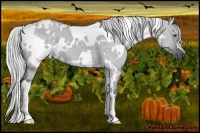 Horse Color:White Spotted Silver Grullo Chinchilla 