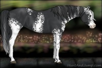 Horse Color:White Spotted Black Splash 