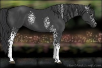 Horse Color:White Spotted Black 