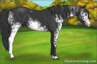Horse Color:White Spotted Black 