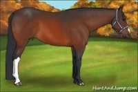 Horse Color:Bay 