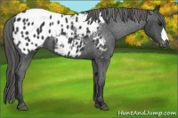 Horse Color:Black Appaloosa 