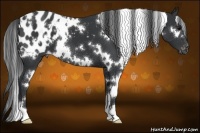 Horse Color:White Spotted Black Appaloosa