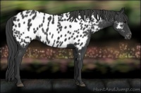 Horse Color:Black Appaloosa 