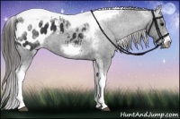 Horse Color:White Spotted Black Splash Tobiano Frame Appaloosa 