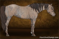 Horse Color:Blue Roan  and Classic Champagne Roan 