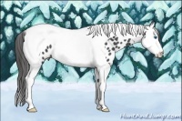 Horse Color:Black Splash Tobiano Appaloosa Rabicano