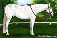 Horse Color:Buckskin Roan Dun Splash Near Leopard 