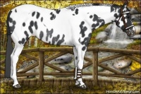 Horse Color:Black Tobiano Near Leopard Rabicano 