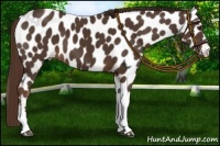 Horse Color:Liver Chestnut Appaloosa 