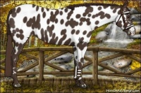 Horse Color:Liver Chestnut Near Leopard 