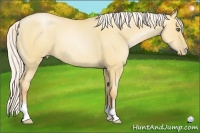 Horse Color:Silver Amber Champagne Pearl Dun 