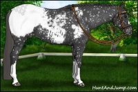 Horse Color:Smoky Black Appaloosa