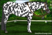 Horse Color:Black Near Leopard 