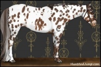 Horse Color:White Spotted Liver Chestnut Appaloosa 