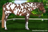 Horse Color:Liver Chestnut Appaloosa 