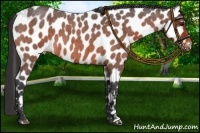 Horse Color:Brown Roan Near Leopard 