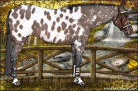 Horse Color:Bay Roan Appaloosa 