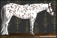 Horse Color:Bay Leopard 