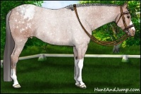 Horse Color:Brown Appaloosa 
